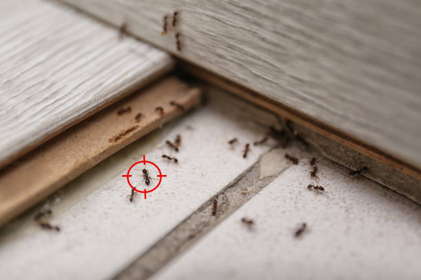 Flea Control Services in Waterbury, CT