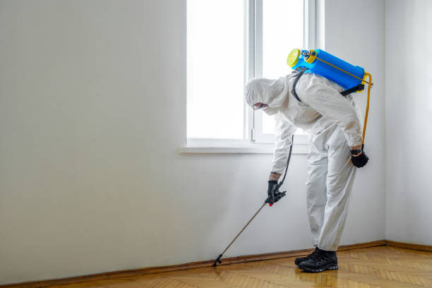 Wasp Removal Services in Waterbury, CT