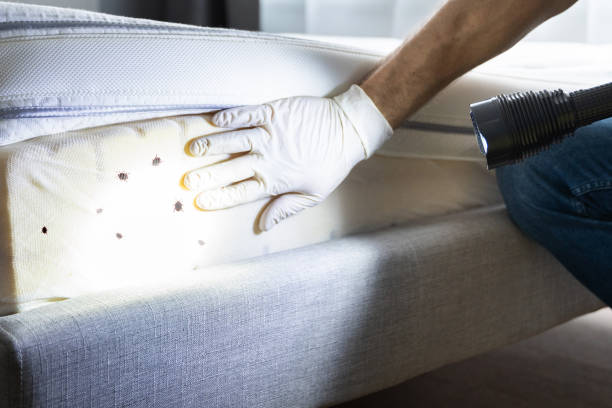 Best Wasp Removal Services  in Waterbury, CT