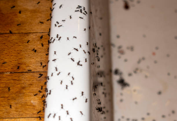 Best Ant Control Services  in Waterbury, CT